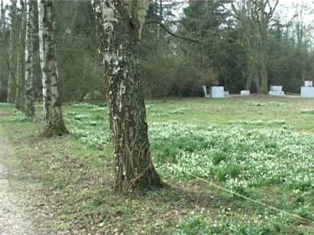 Museum Insel Hombroich : Märzenbecherblüte im Frühjahr